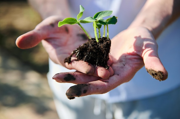 Primo piano delle mani sporche dell'agricoltore che tengono terreno nero con giovani germogli verdi che crescono in esso prima di piantare in terra aperta il concetto di Giornata mondiale della terra e dell'ambiente