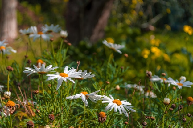 Primo piano delle margherite in primavera