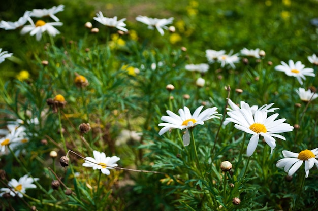 Primo piano delle margherite in primavera