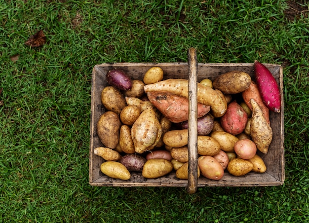 Primo piano delle patate organiche fresche in cestino di legno