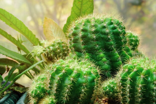 Primo piano delle piante di cactus, verde fresco