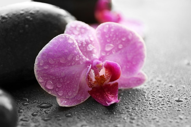 Primo piano delle pietre e delle orchidee della stazione termale