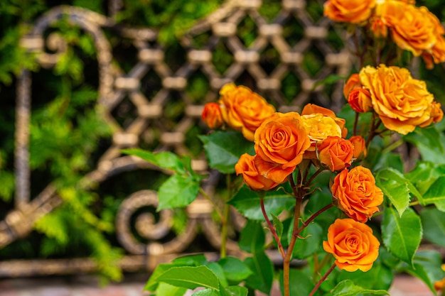 Primo piano delle rose arancioni sullo sfondo di una vegetazione sfocata e di un bellissimo recinto