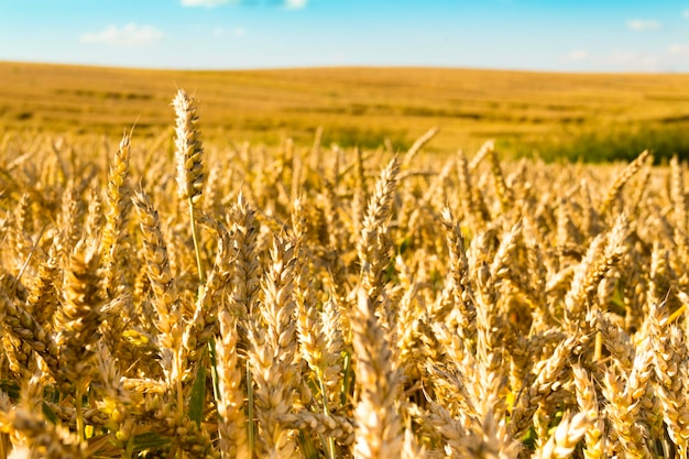 Primo piano delle spighe di grano sullo sfondo del sole al tramonto, cielo blu e luce solare È tempo di raccogliere La crisi alimentare nel mondo