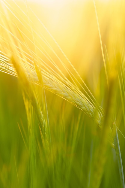 Primo piano delle spighette di grano nella luce di fondo al tramonto