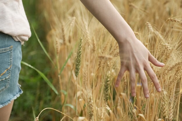 Primo piano delle spighette gialle commoventi della ragazza della mano di grano