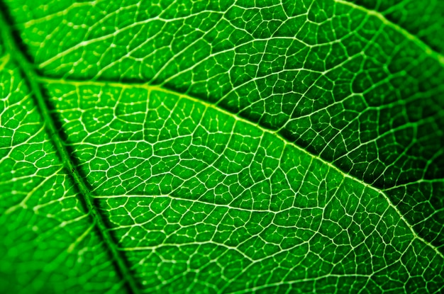 Primo piano delle vene su una foglia