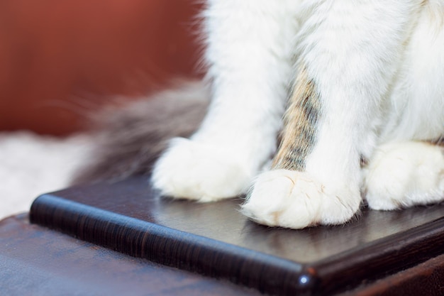 Primo piano delle zampe del gatto Gambe bianche di un gatto seduto