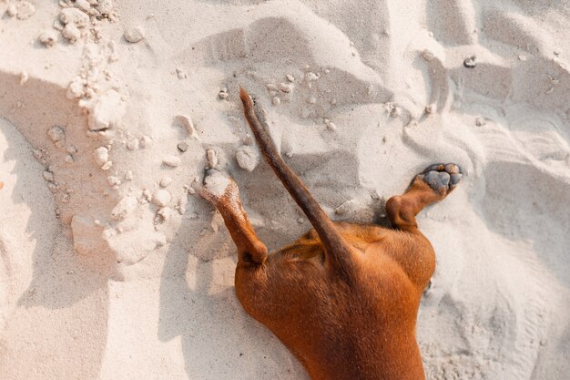 Primo piano delle zampe posteriori e della coda di un bassotto nano sdraiato sulla spiaggia sabbiosa Dog traveler blogger
