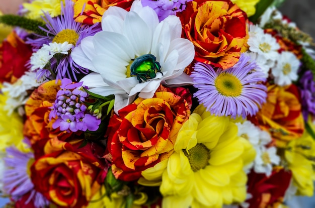 Primo piano dello scarabeo verde di multi fiori di colore