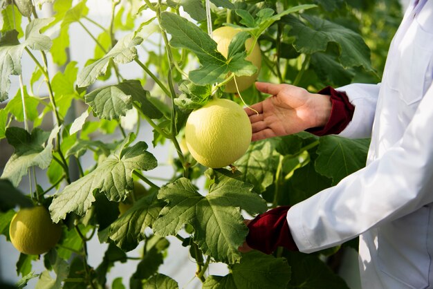 Primo piano dello scienziato che studia i frutti della pianta