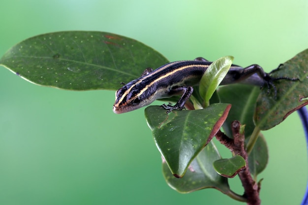 Primo piano dello scinco della coda blu (Cryptoblepharus egeriae) sull'albero