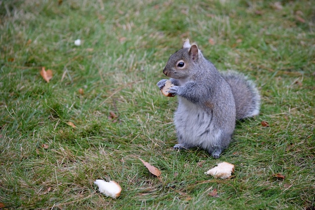 Primo piano dello scoiattolo che si rilassa nella natura mentre mangia