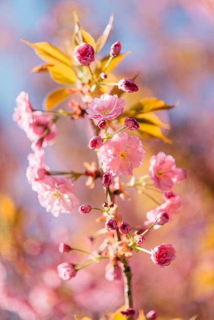 Primo piano dettagliato dei fiori sboccianti di sakura. Giornata di sole primaverile.
