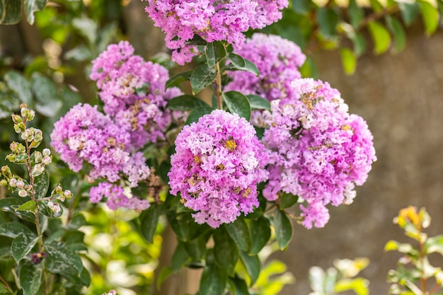 Primo piano dettagliato dei vivaci fiori viola di Lagerstroemia indica comunemente noto come Powhatan