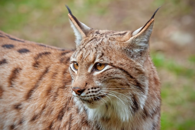 Primo piano dettagliato della lince euroasiatica adulta nella foresta autunnale con sfondo sfocato