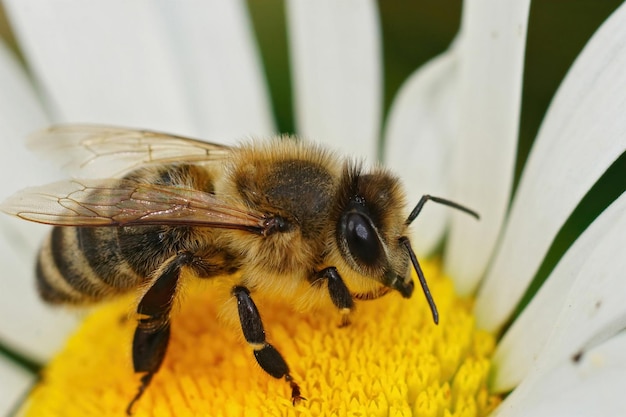 Primo piano dettagliato di un'ape europea del miele, sorseggiando Apis melifera