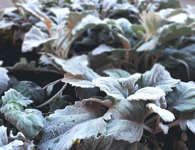 Primo piano dettaglio di foglie congelate in giardino alla fine dell'autunno