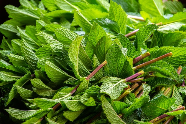 primo piano dettaglio di menta tagliata buona erba