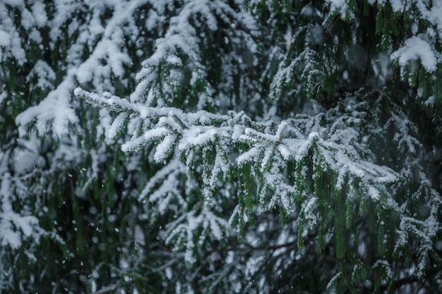 Primo piano di abete rosso, vista invernale, sfondo natalizio, rami nella neve