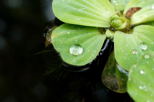 Primo piano di acqua caduta su Texture of Duckweed.