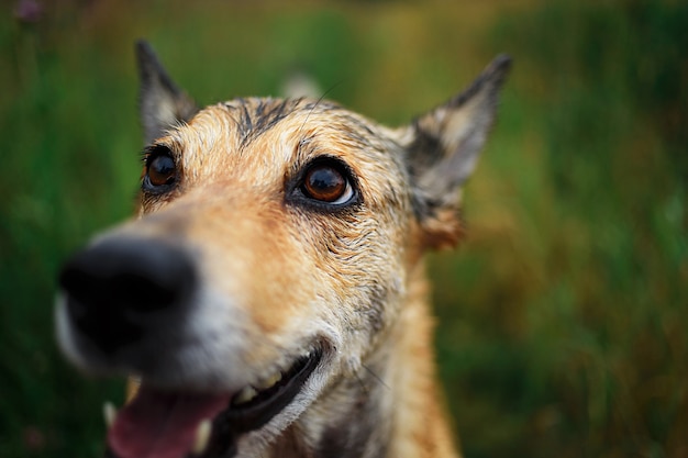 Primo piano di adorabile cane di razza mista marrone amichevole con occhi intelligenti