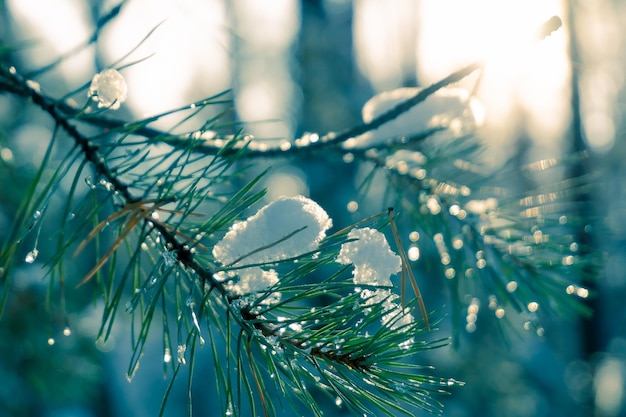 Primo piano di aghi di pino ricoperti di neve Aghi di pino innevati su uno sfondo al tramonto Alba nella foresta I raggi del sole brillano attraverso i rami