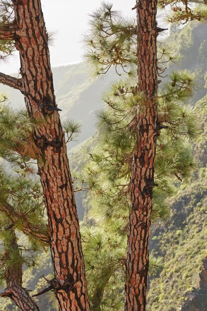 Primo piano di alberi di pino nella foresta Paesaggio naturale di struttura del tronco d'albero con foglie verdi lussureggianti in un ambiente ecologico selvaggio sulle montagne di La Palma Isole Canarie Spagna