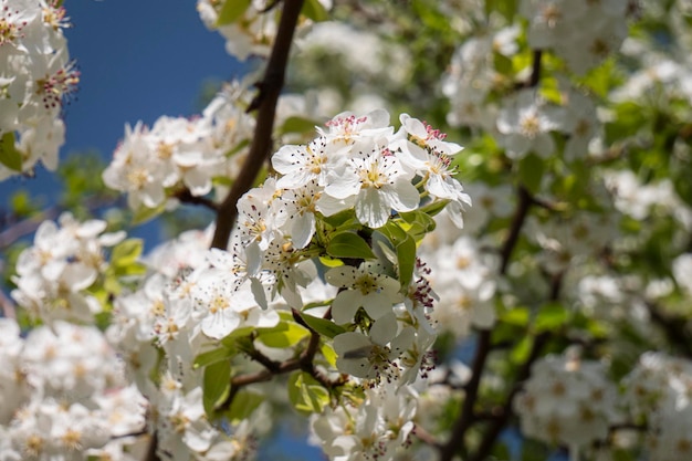 primo piano di albero in fiore in primavera