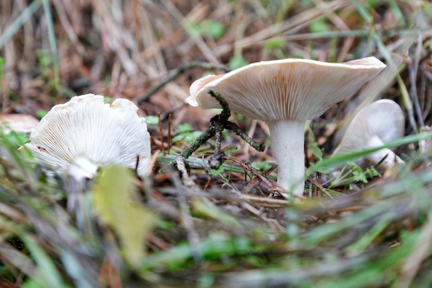 Primo piano di alcuni piccoli funghi in una foresta in autunno