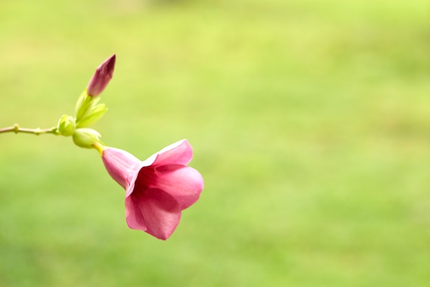 Primo piano di Allamanda cathartica