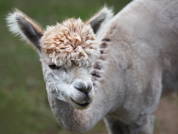 Primo piano di alpaca in fattoria