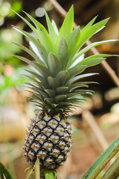 primo piano di ananas sulla pianta