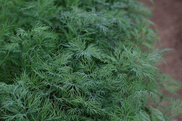 primo piano di aneto verde aromatico in giardino