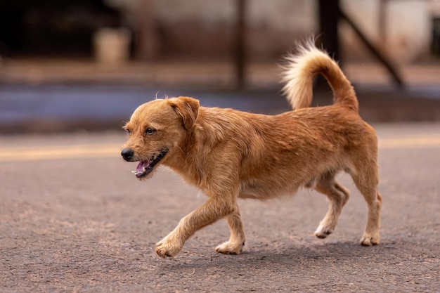 primo piano di animale mammifero canino cane randagio a piedi