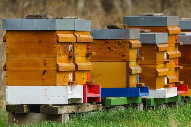 Primo piano di api volanti Alveare e api in legno