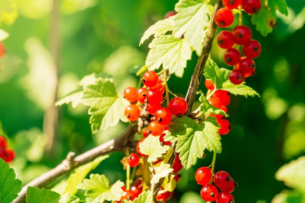 Primo piano di bacche di ribes rosso su un ramo in una giornata di sole