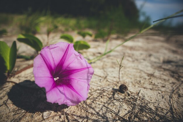 Primo piano di Beach Morning Glory.