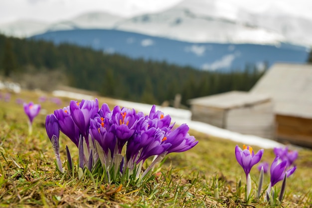 Primo piano di bei primi fiori della molla, croco viola che fioriscono in montagne carpatiche