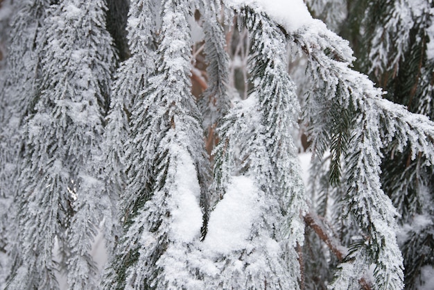 Primo piano di bei rami di abete innevati lisci