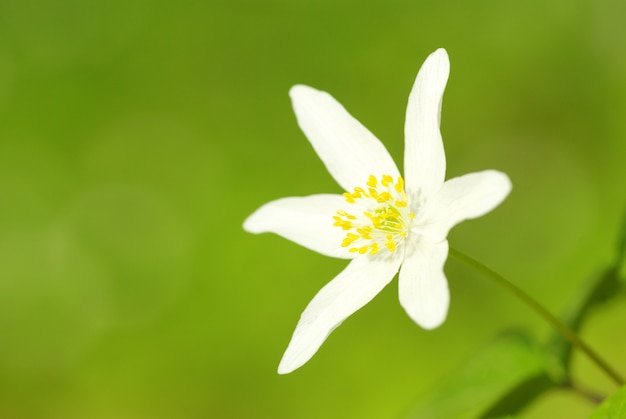 Primo piano di bel fiore bianco