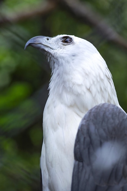 Primo piano di bella aquila bianca o falco con ala nera