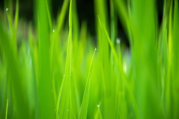 Primo piano di bella erba verde con sfondo sfocato.