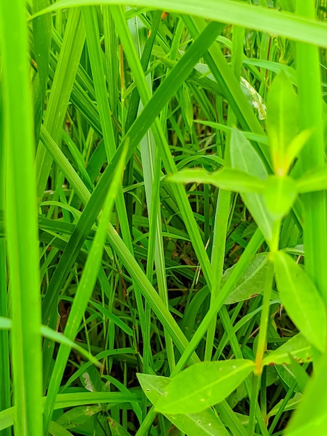 Primo piano di bella erba verde in natura