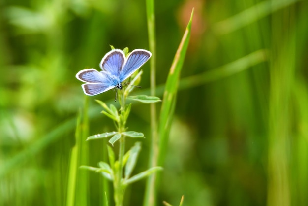 Primo piano di bella farfalla blu plebejus argus in habitat naturale