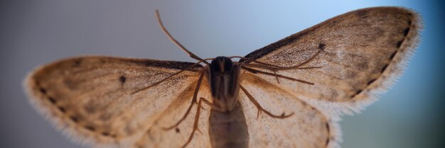 Primo piano di bella farfalla carina o falena grigia con ali colorate erannis macchiato di terra d'ombra