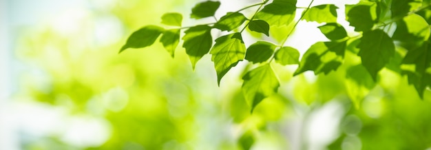 Primo piano di bella foglia verde di vista della natura su fondo vago della pianta in giardino con lo spazio della copia usando come concetto della pagina di copertina del fondo.