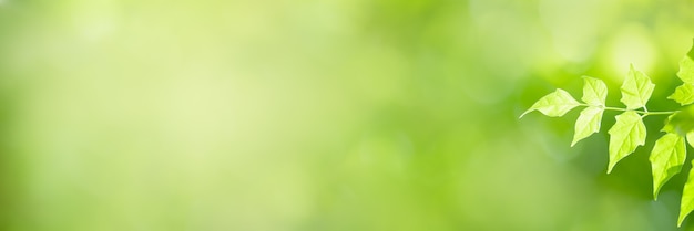 Primo piano di bella foglia verde di vista della natura su pianta vaga sotto il fondo di luce solare in giardino con lo spazio della copia usando come concetto della pagina di copertina del fondo.