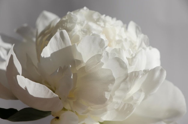 primo piano di bella peonia bianca isolata su sfondo bianco grigio fotografia in studio