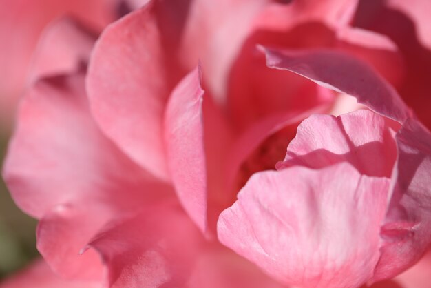 Primo piano di bella rosa rosa con fondo largo dei petali